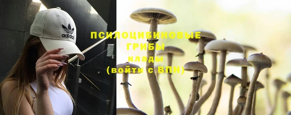 прущие грибы Алагир